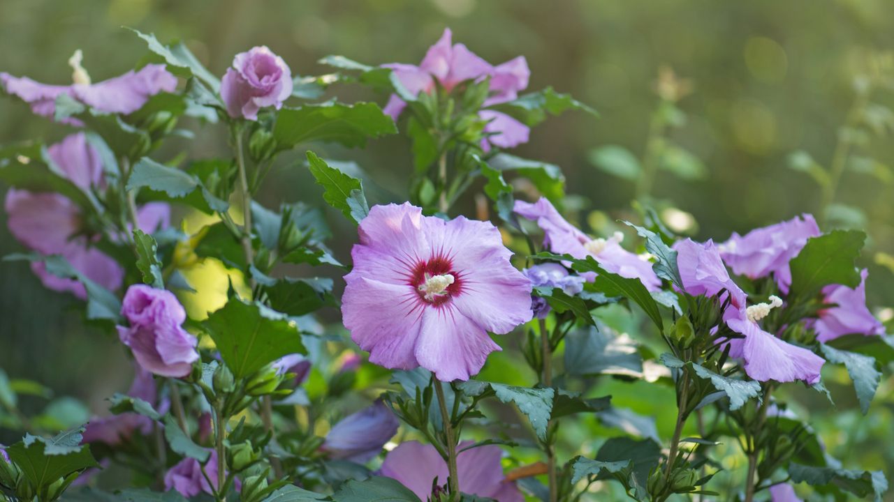 Hibiscus shrub with purple blooms in a sunny garden border