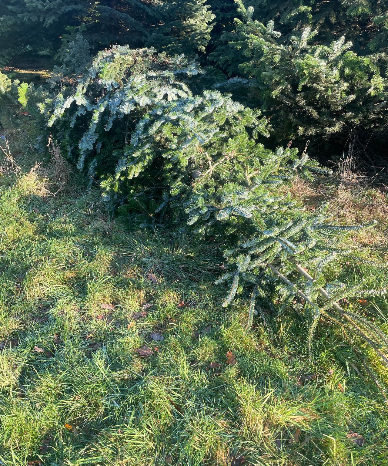 A Blue Spruce Christmas tree on the floor