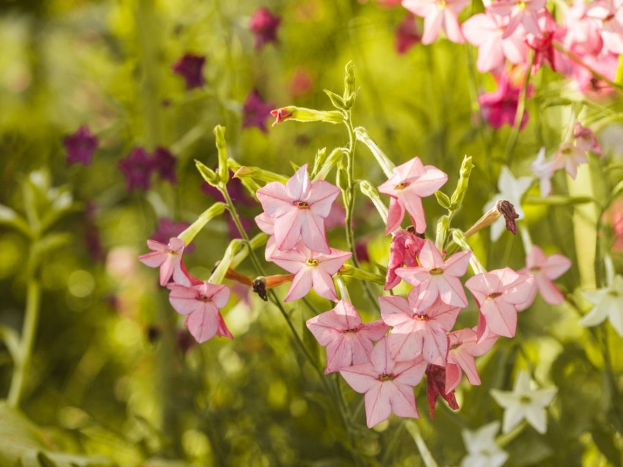 Pink Nicotiana Flowering Tobacco