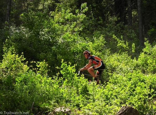 A rider passing through the heavy vegetation on Bald Mountain