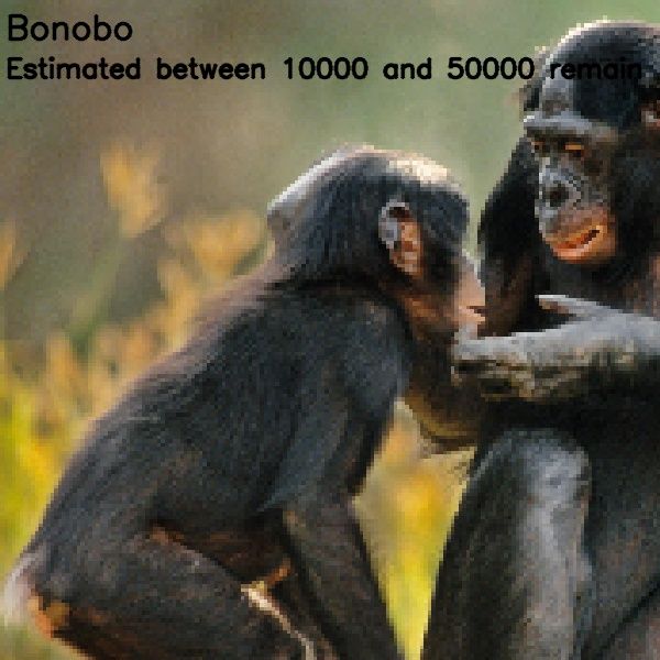 Pixelated images of endanger species