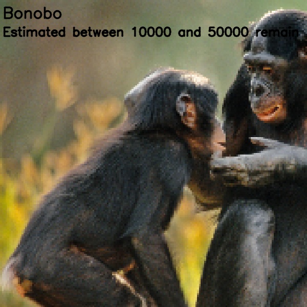 Pixelated images of endanger species
