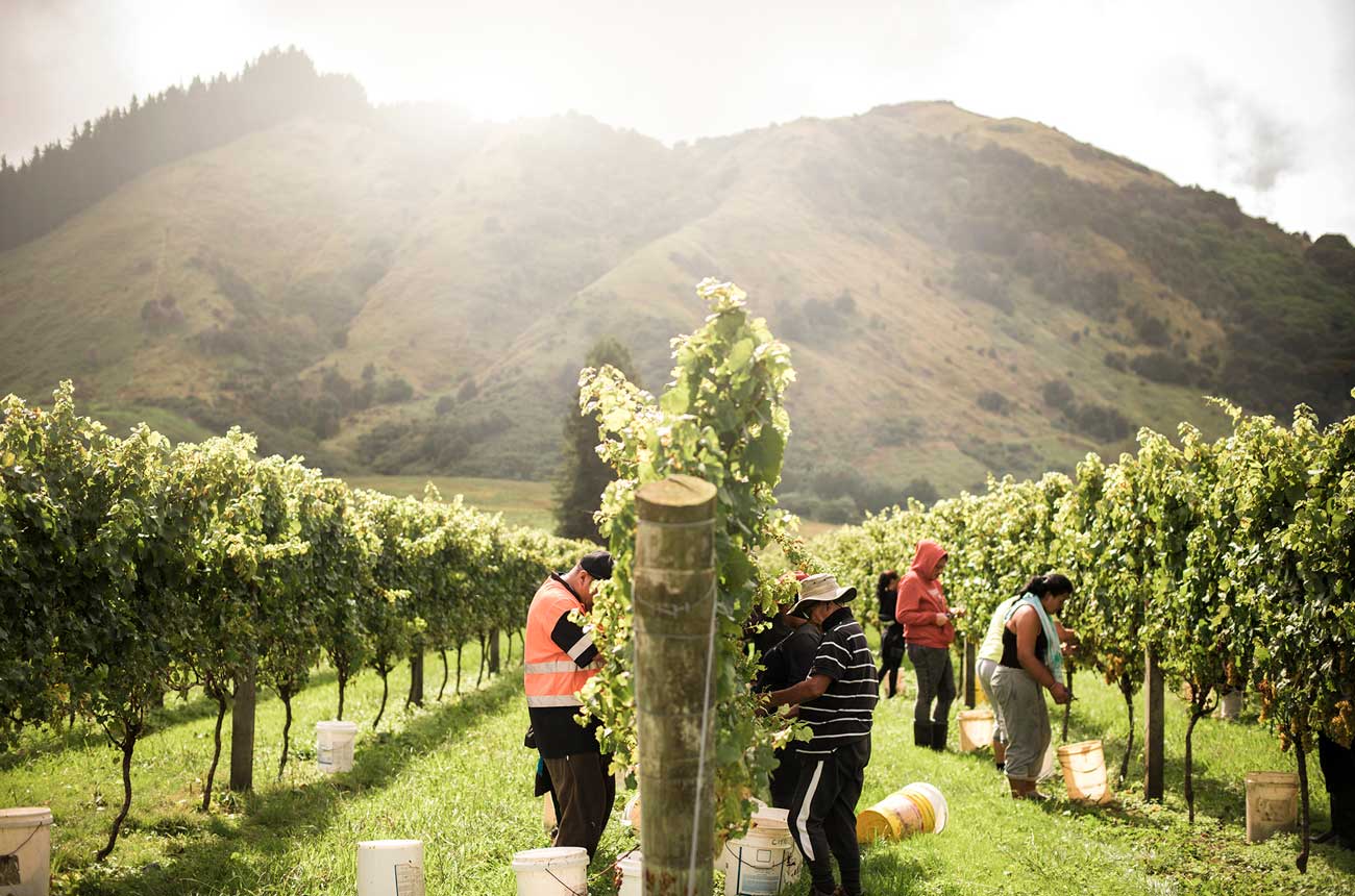 Harvest at Matawhero in Gisbourne
