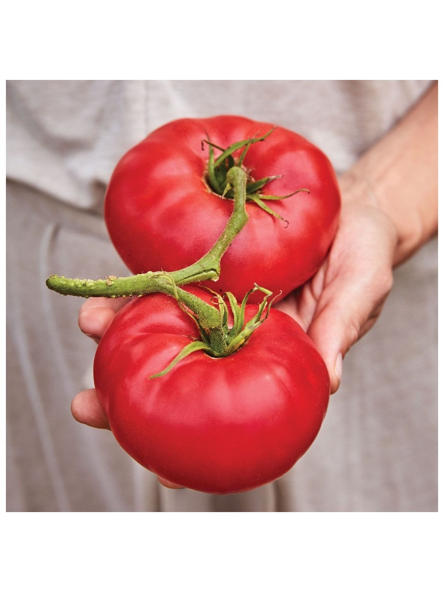 A hand holding two tomatoes