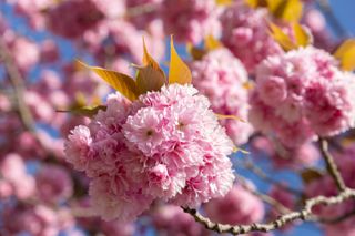 best flowering trees: pink blossom