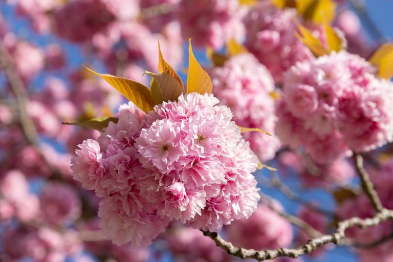 Best flowering trees: 8 beautiful varieties to add color and interest ...