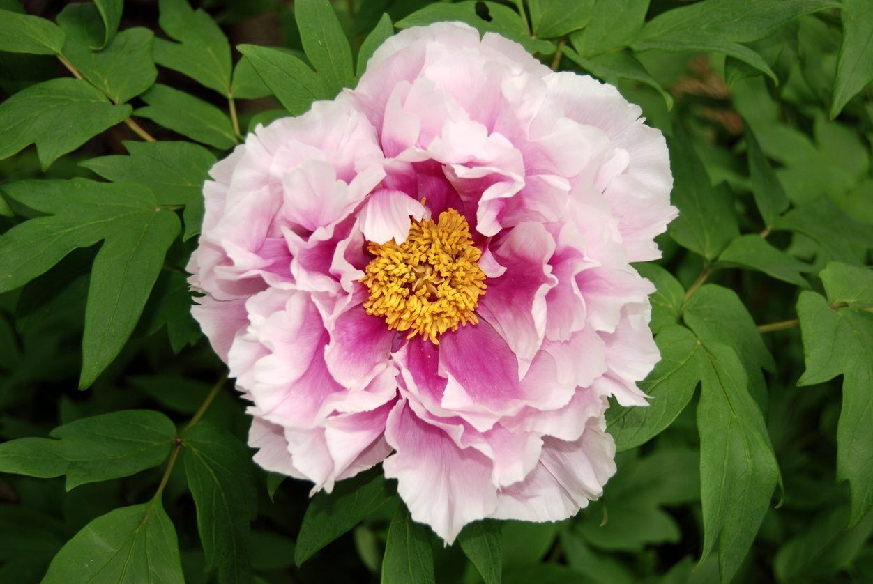 Growing Tree Peonies - Learn About Tree Peony Care In Gardens ...