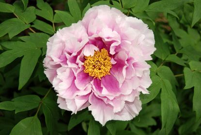 Growing Tree Peonies - Learn About Tree Peony Care In Gardens