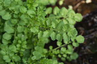 hairy bittercress