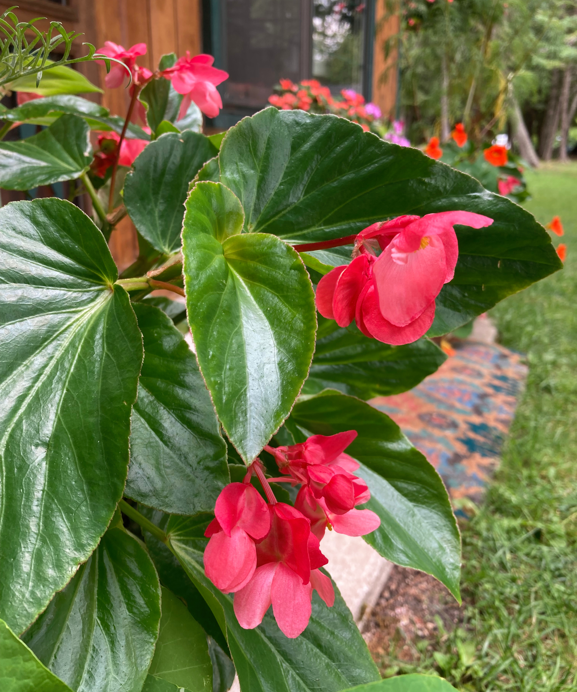 Closeup of dragon wing begonia