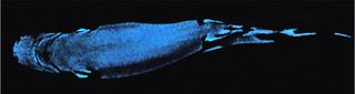 Light-emitting organs called photophores cause the smalleye pygmy shark's belly to glow. Shown here, the glowing belly of a lantern shark, which looks very similar to the pygmy shark.