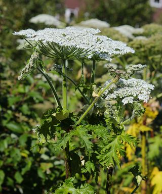 giant hogweed, also known as Heracleum mantegazzianum