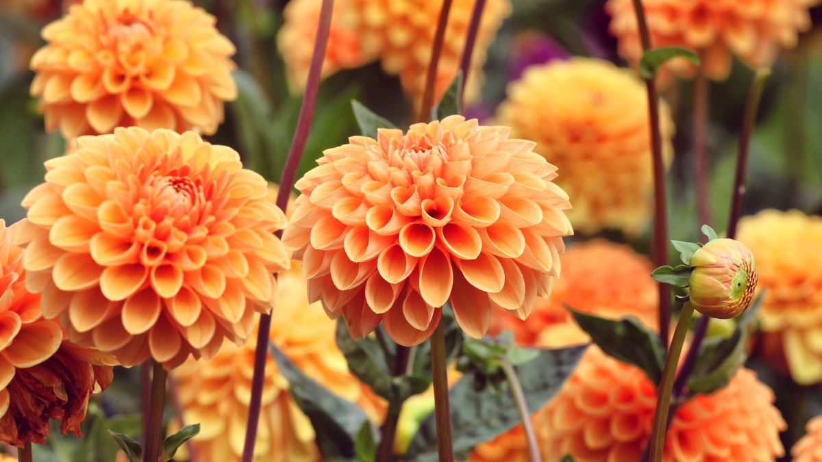 What Your Dahlias Need in August – 5 Easy Wins for Massive Blooms That Keep Dazzling Until First Frost