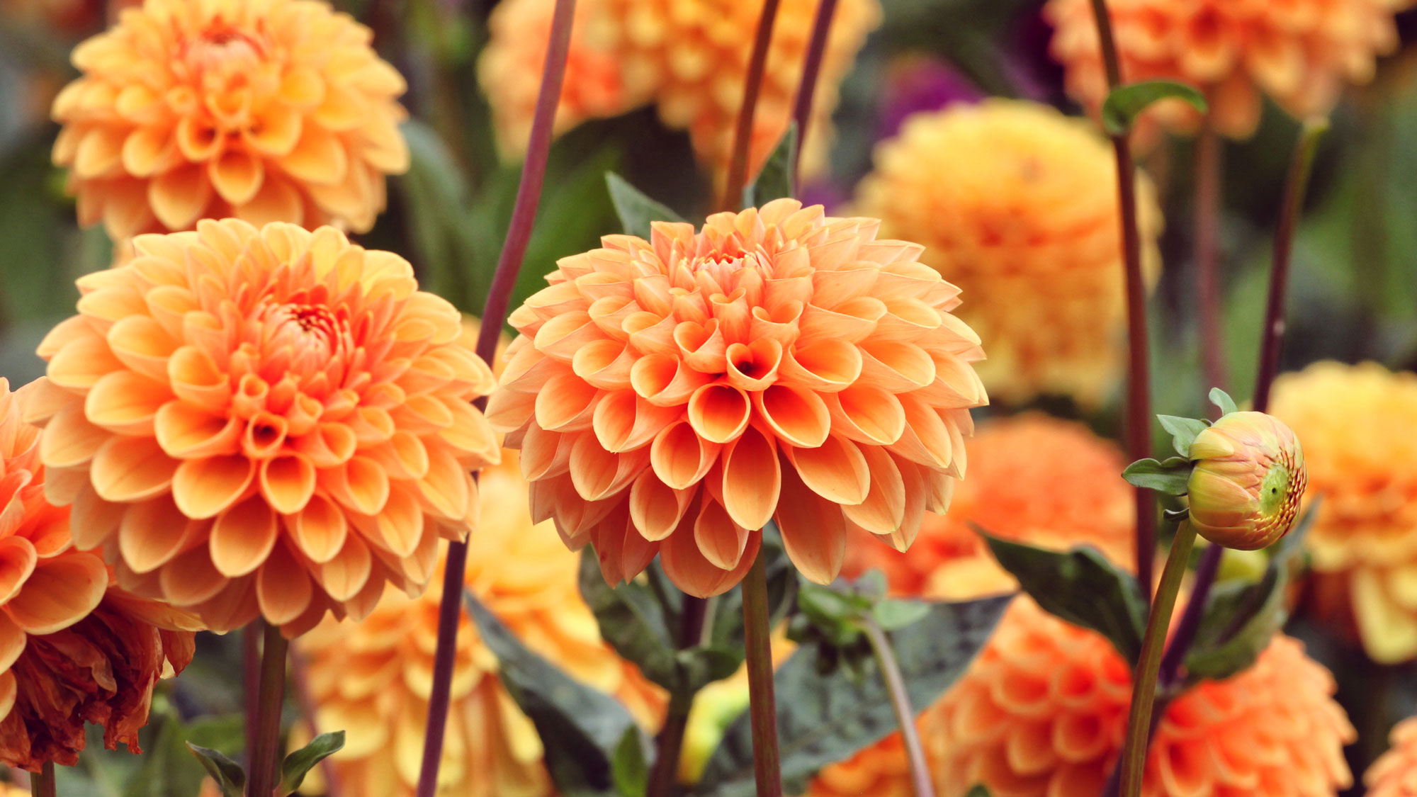 orange ball dahlias in a row in a garden display