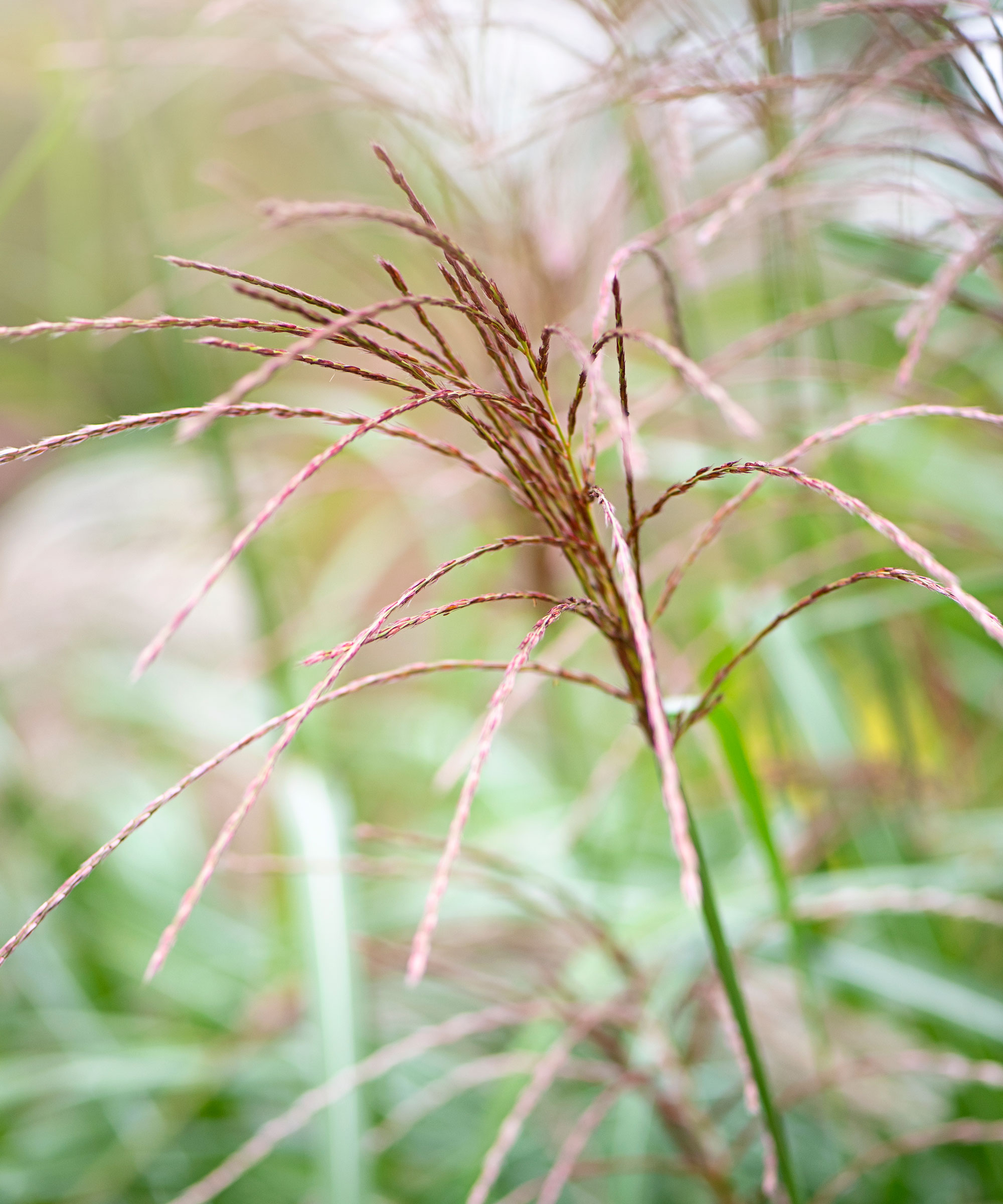miscanthus grass
