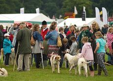 New Forest hounds meet the public
