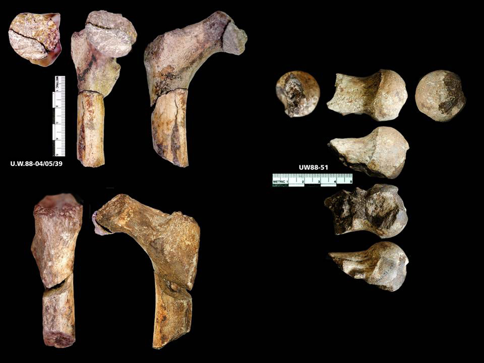 femur bone of Au. sediba