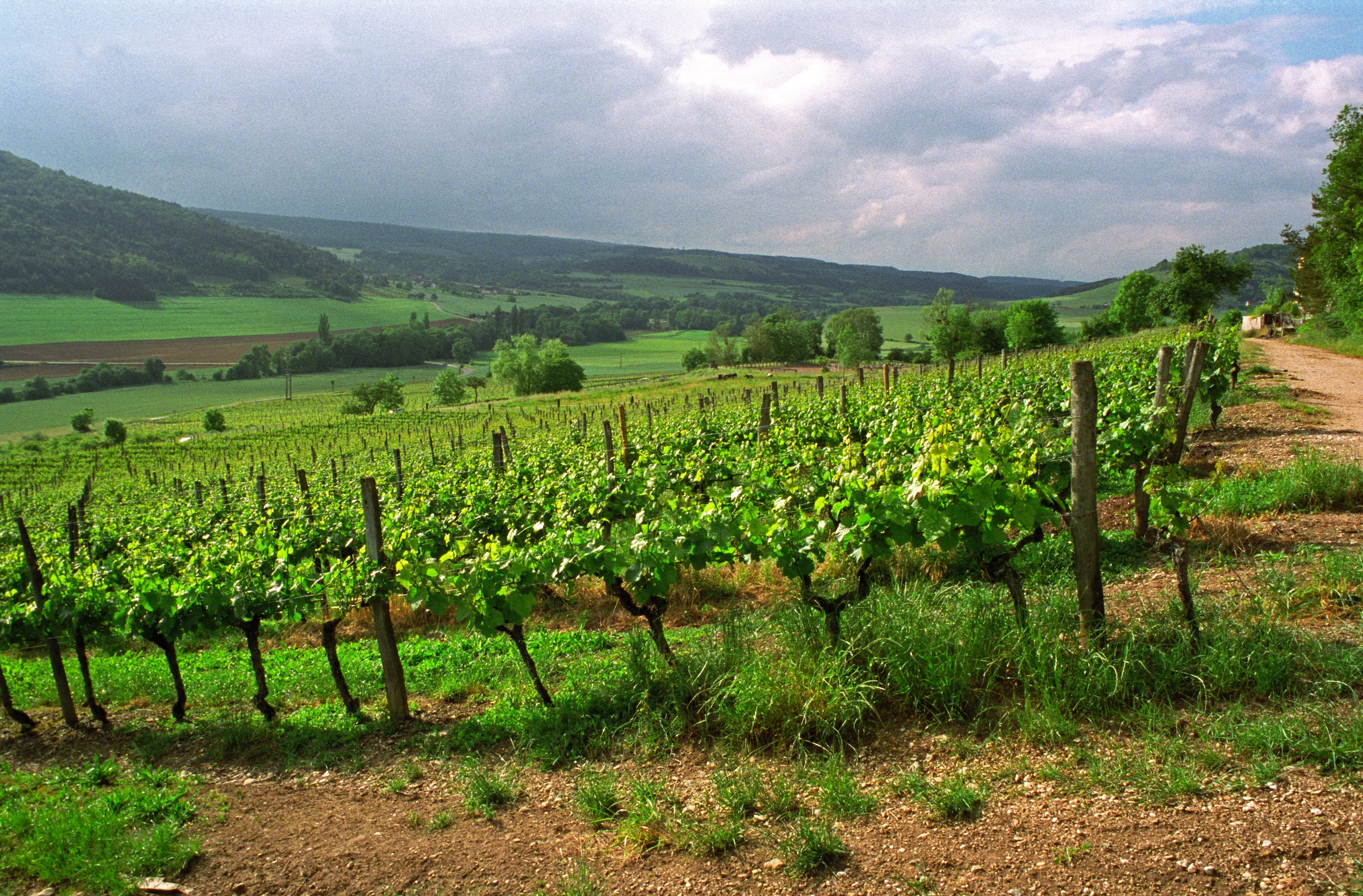 Domaine de Montmain, Hautes Cotes de Nuits, vines trained high (taille haute)