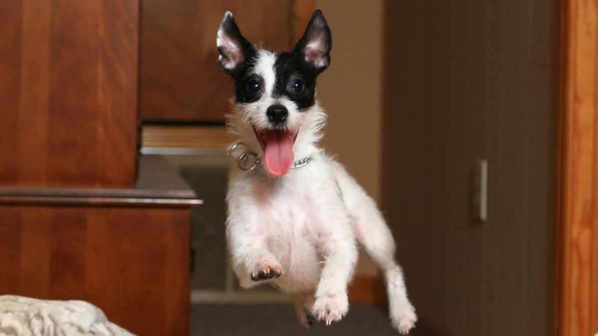 Excited dog jumping for joy inside