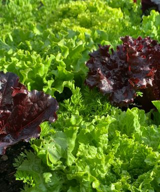 lettuce varieties growing in vegetable garden
