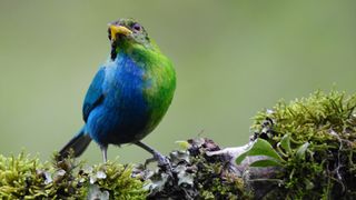 photo of a small bird perched on a branch with vibrant blue feathers on one side of its body and green ones on the other
