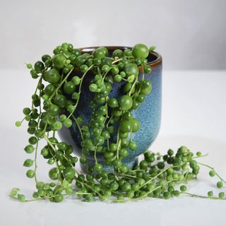 string of pearls in a blue ceramic pot