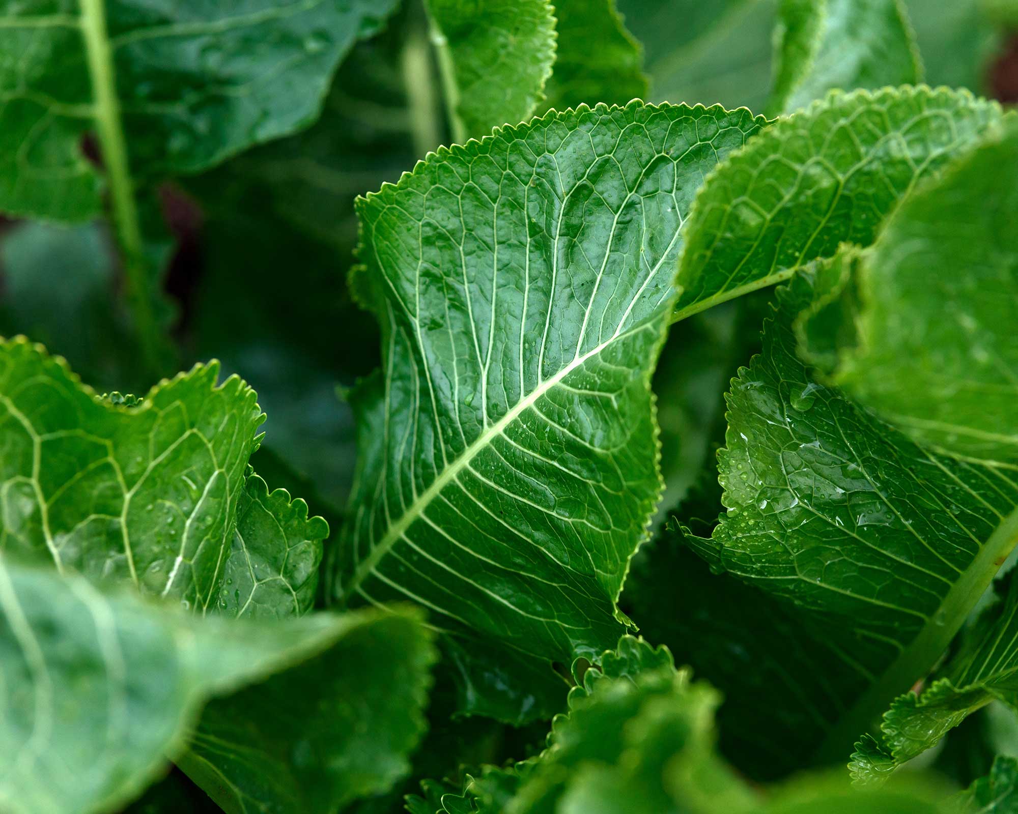 horseradish