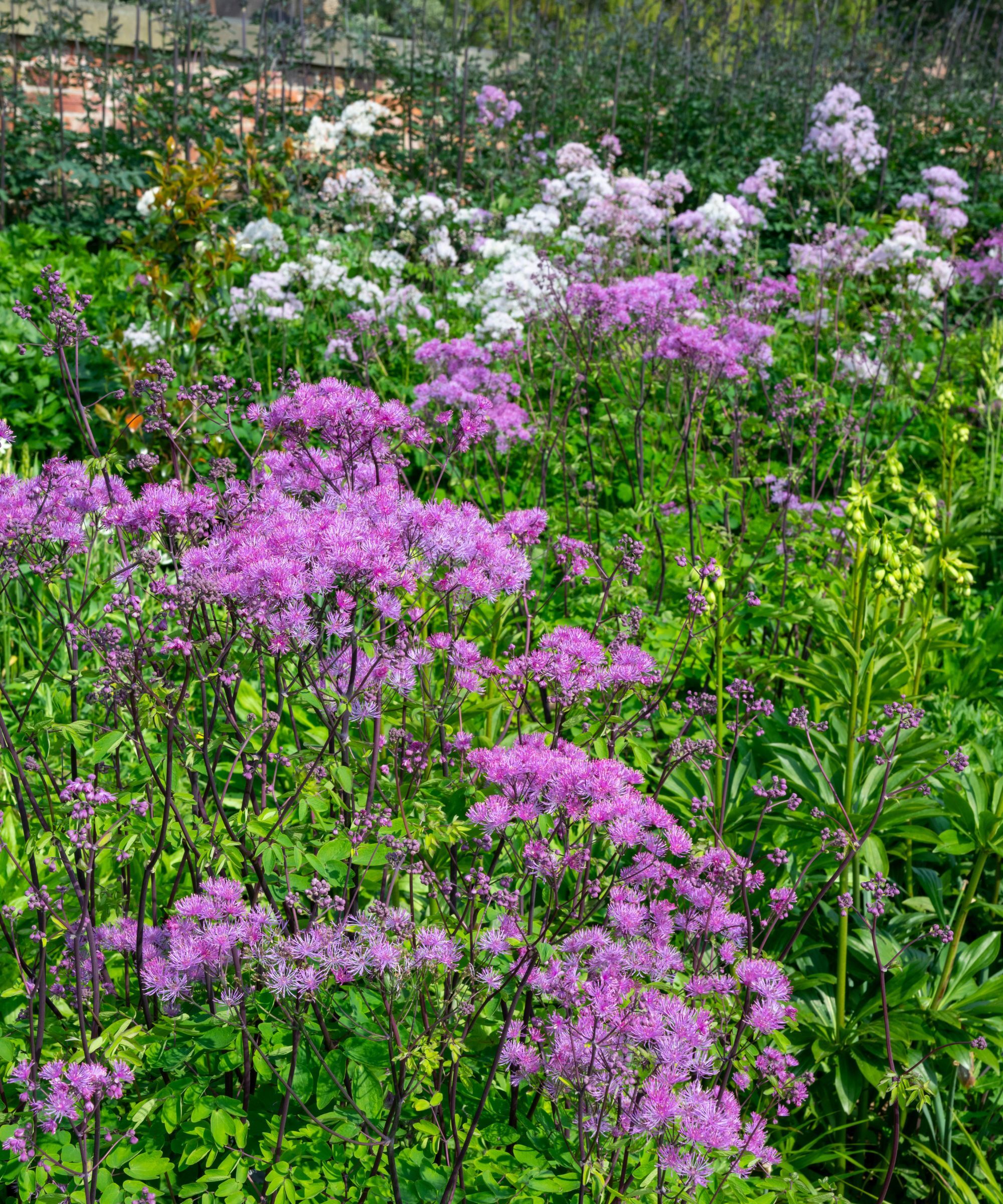 Purple thalictrum in a cottage garden border