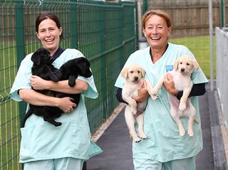 How puppies become guide dogs