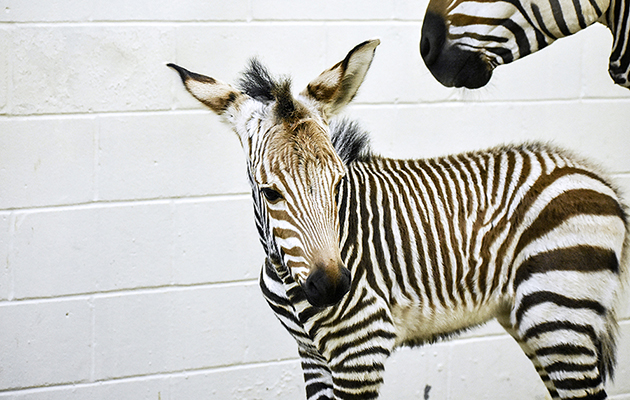 Virginia Zoo Baby Zebra2