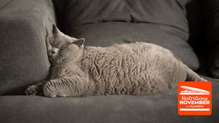 weight loss for cats