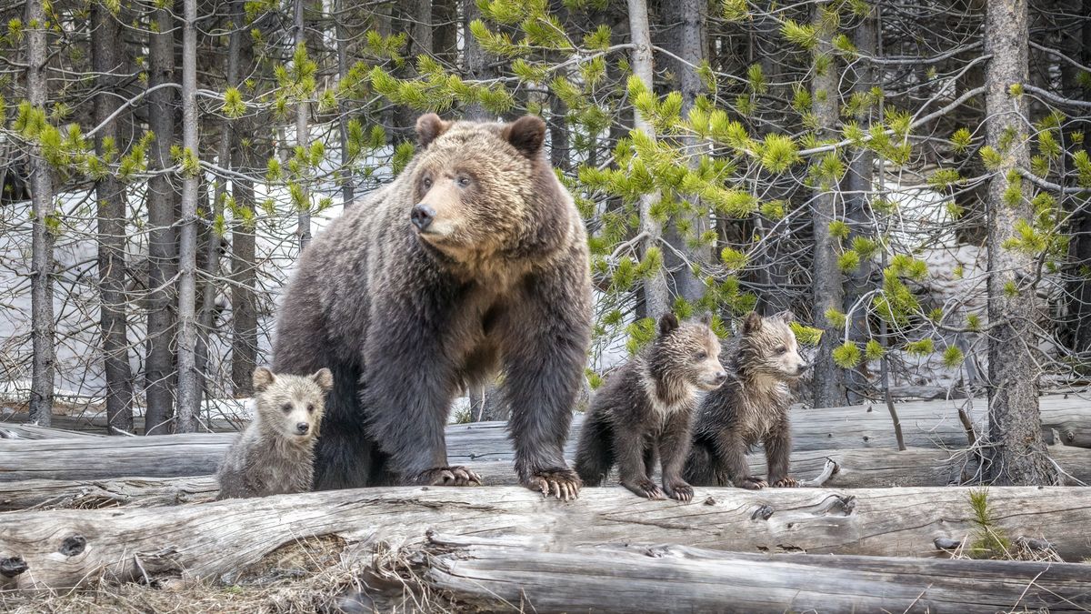 Obsidian Sow and her three cubs at Yellowstone National Park