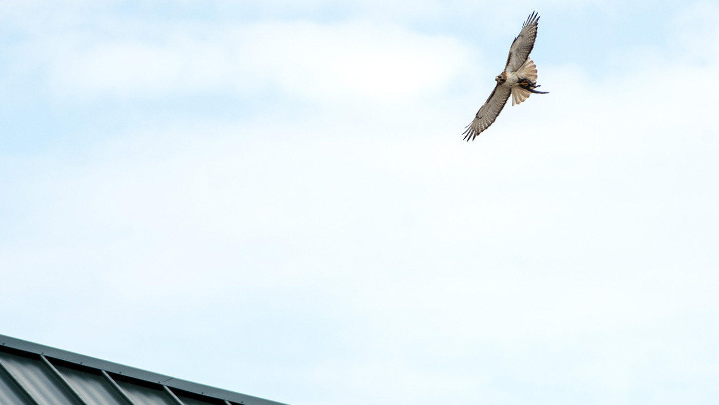 Kentucky Three-Day Event dressage: a bird of prey appeared during Tom McEwen&amp;rsquo;s test