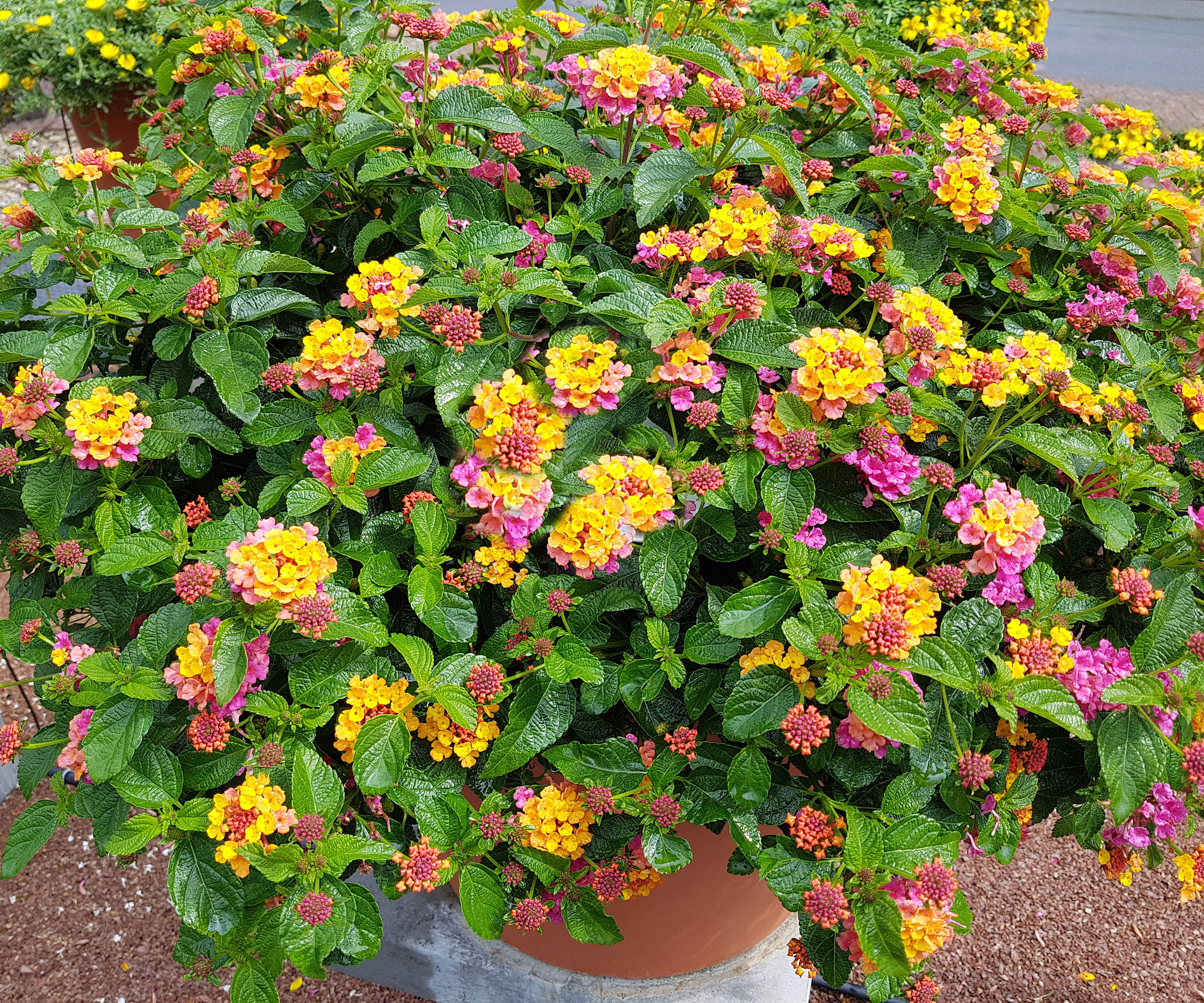 yellow and pink lantana in container on balcony
