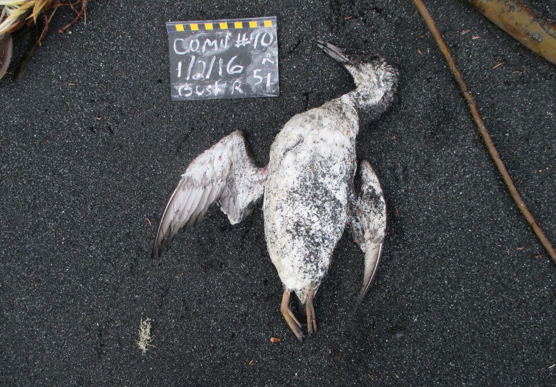 Thousands of common murres such as this one died and washed ashore as a result of a marine heat wave known as &quot;the blob.&quot;