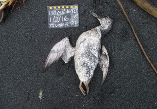 Thousands of common murres such as this one died and washed ashore as a result of a marine heat wave known as "the blob."