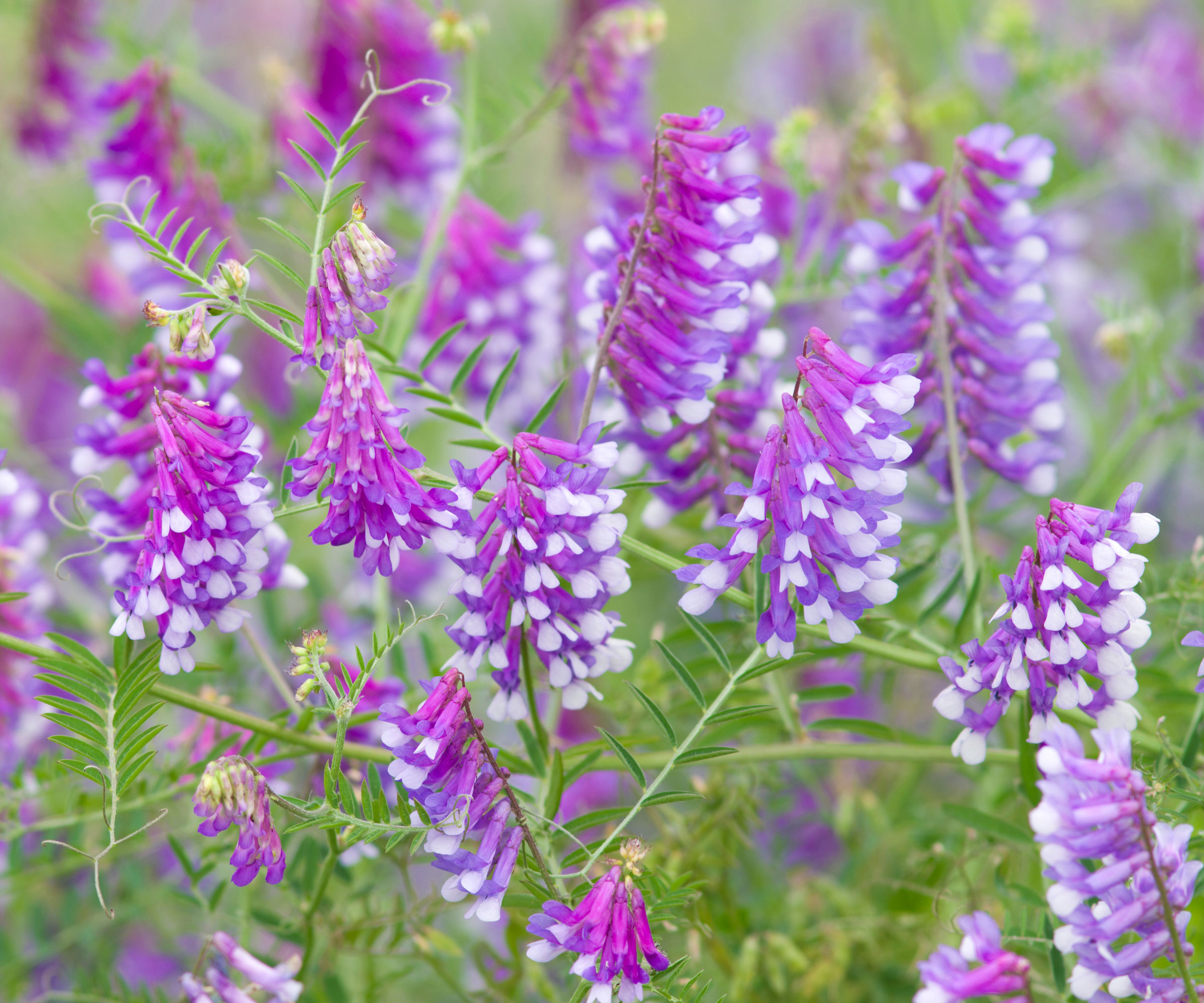 hairy vetch plants with purple flowers