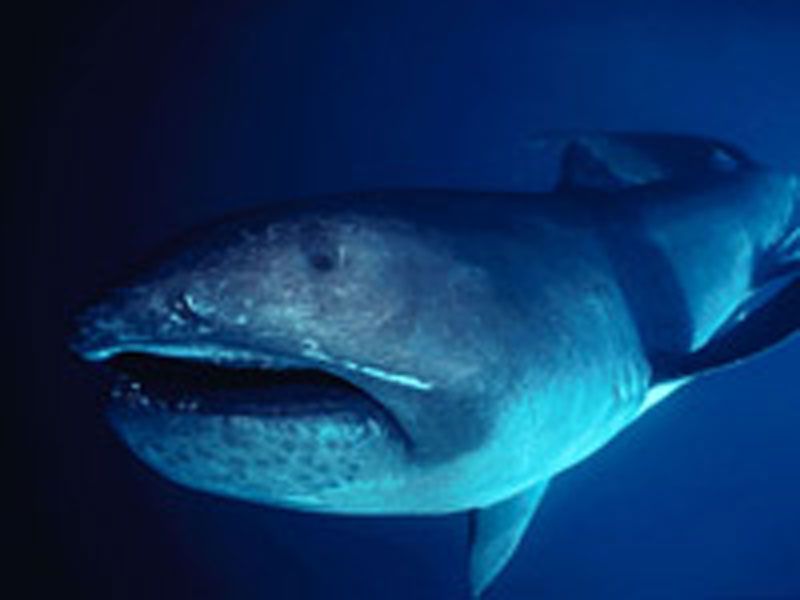 The megamouth shark, shown here, is an extremely rare species of deepwater shark.