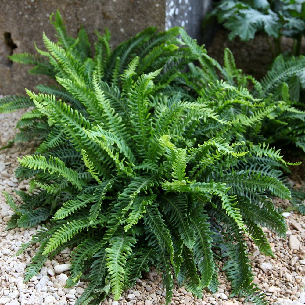 Blechnum Spicant