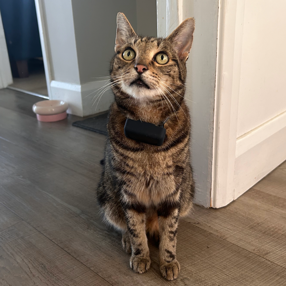 Megan's cat Chilli wearing the tractive cat mini gps tracker, one of the best gps trackers for pets