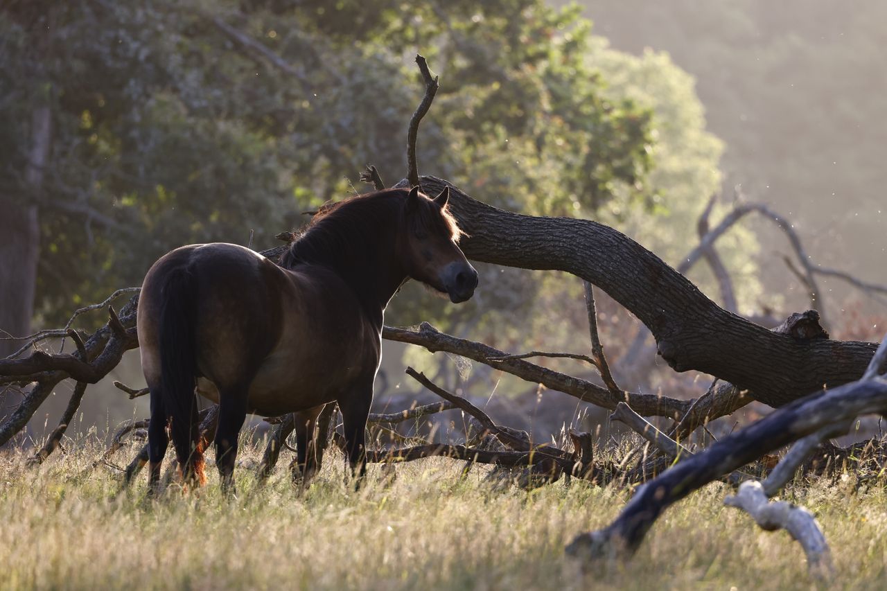 Exmoor pony