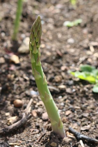 Single spear of asparagus (Asparagus officinalis) with another narrow shoot and soil blurred in the background.