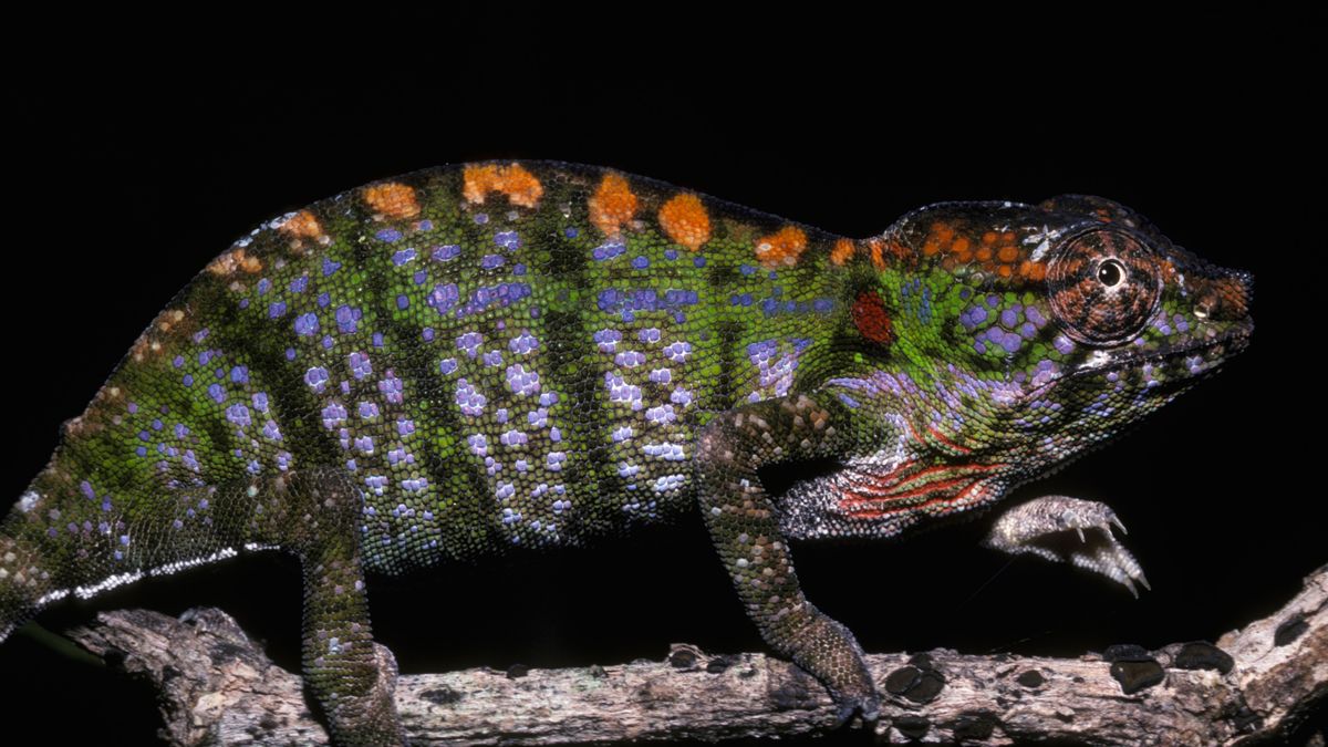 Labords chameleon lizard female in tropical dry forest Madagascar walking on a branch.