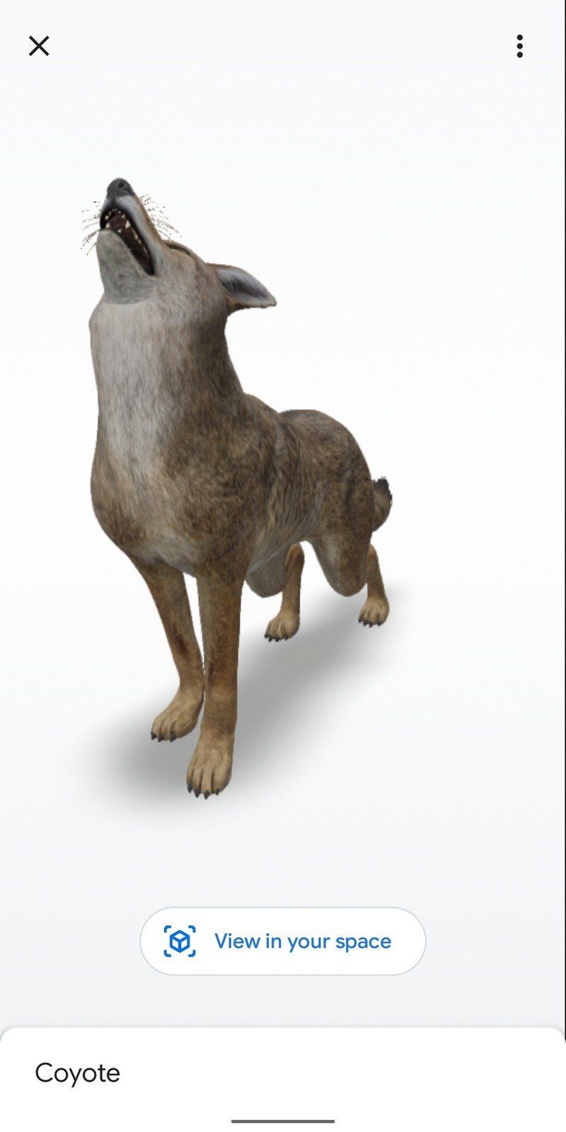 Coyote