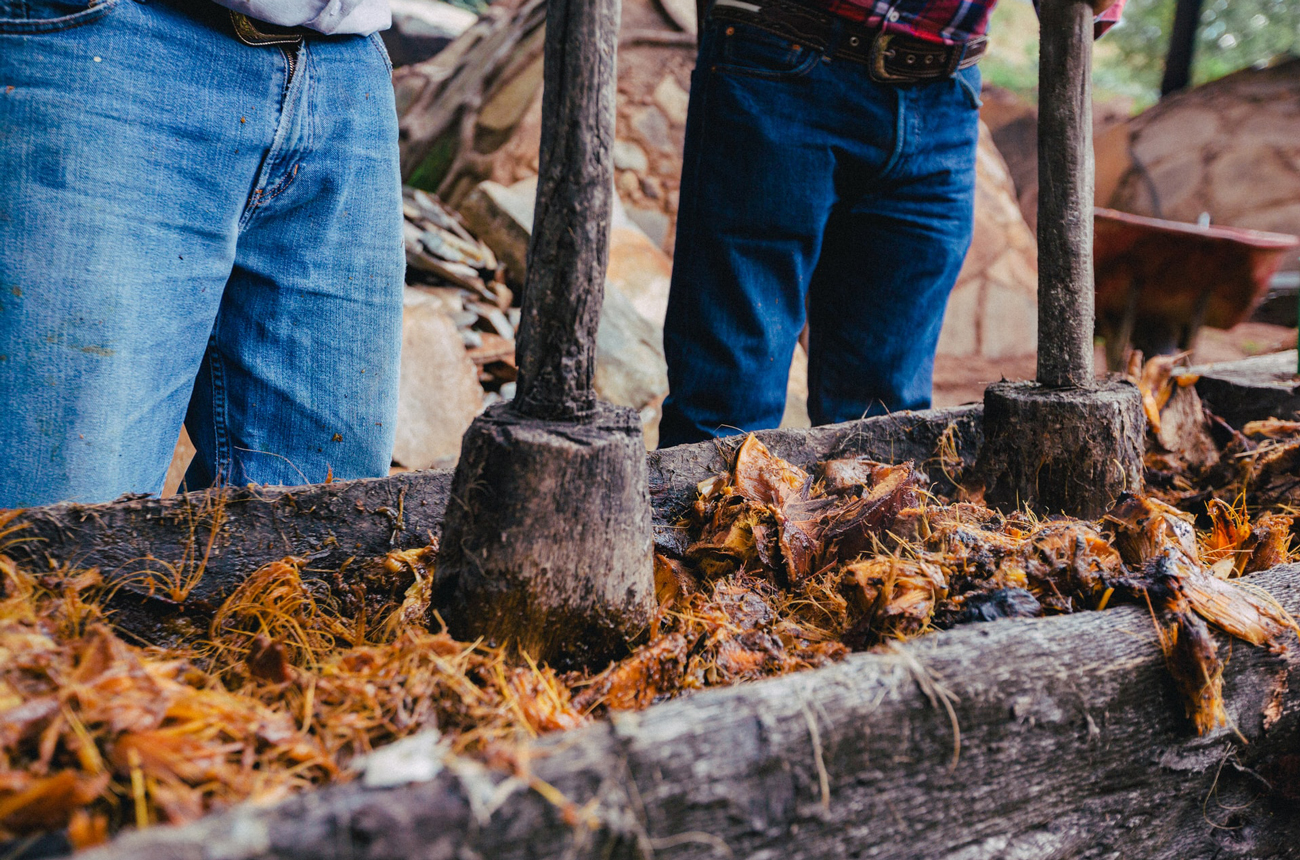 A wooden trough of mashed agave plants