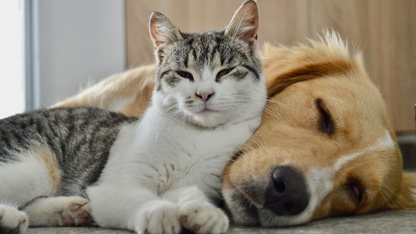 Cat and dog cuddled up together