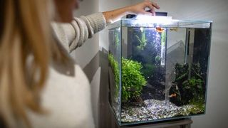 Owner putting one of the best fish tank stands in fish tank