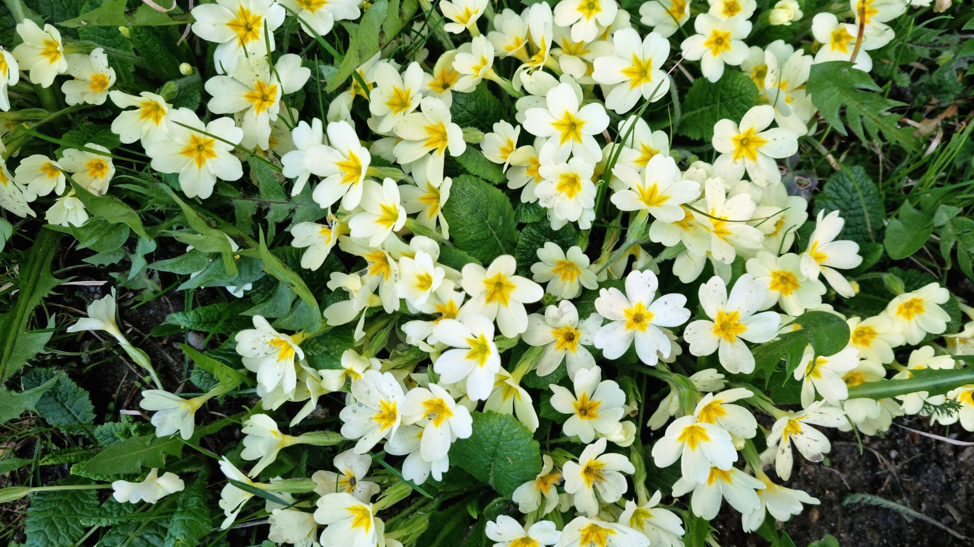 primula plant in garden