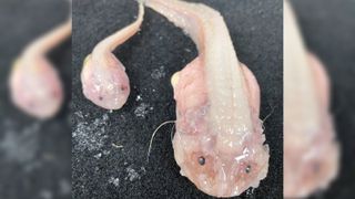 A close-up of the snailfish caught in the trenches.