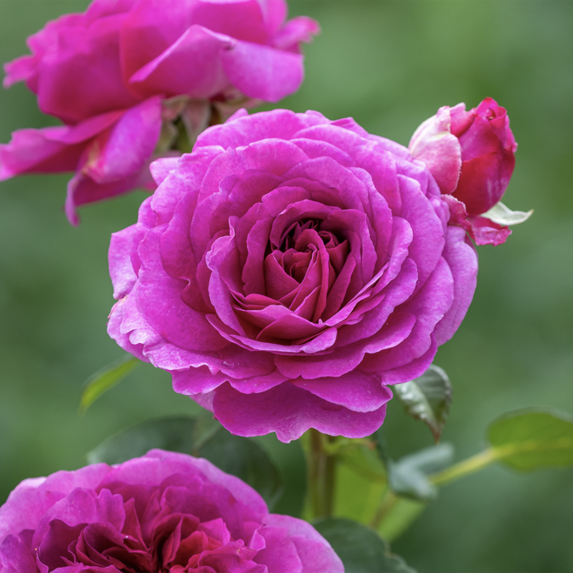 Rosa 'Timeless Purple' close up 